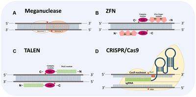 Antiviral Defenses in Plants through Genome Editing